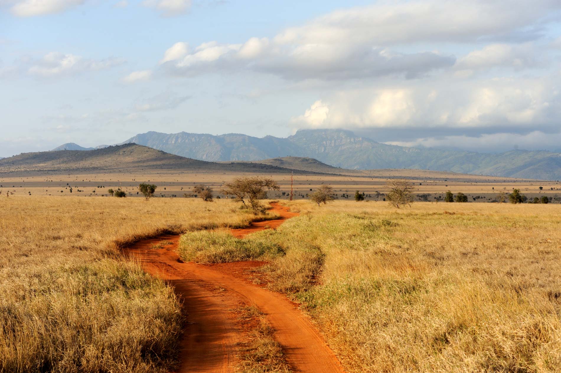 Savannah landscape in the National park in Kenya